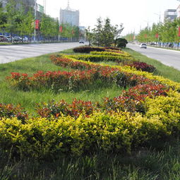 贵阳正规园林绿化树木 为城市生态与美学建设的植绿新知
