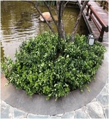 亮点频现 物业园林绿化整改提升小区环境品质