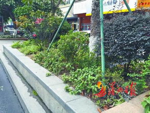 城市绿意如何升级？莆田邀您共绘主干道园林新画卷