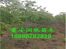 匠心造景 绿韵天成——泰安市泰山区润地园林绿化中心销售部园林产品巡礼