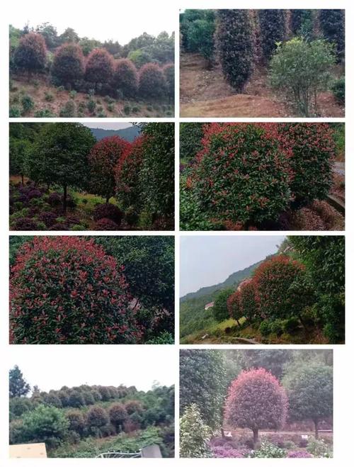 赣州欣达园林 匠心铸就绿色家园，城市绿化的领航者